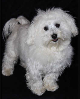 Teddy soon to star in Mean Cuisine