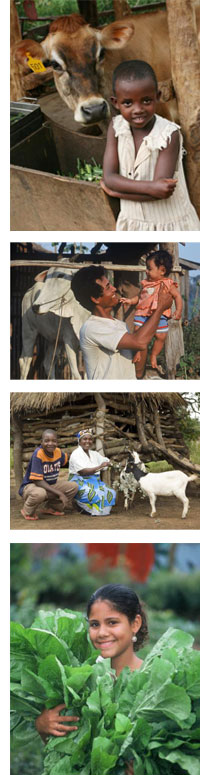 Heifer International